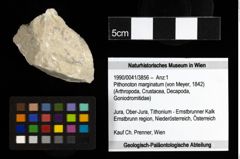 Foto (Objekt + Etiketten) von Pithonoton marginatum (von Meyer, 1842) 